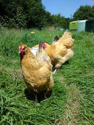 Some of the hens - 11 August 2009